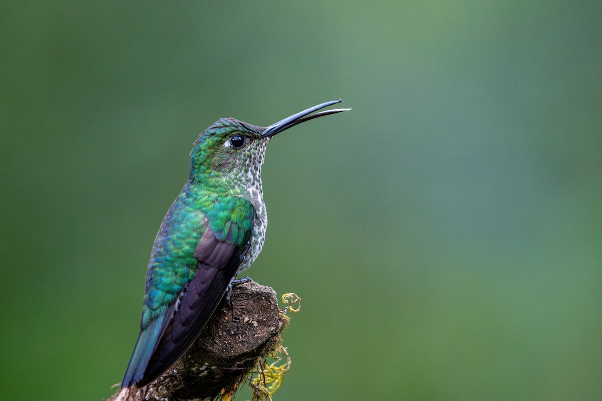 Colibri grivelé - ML643591351
