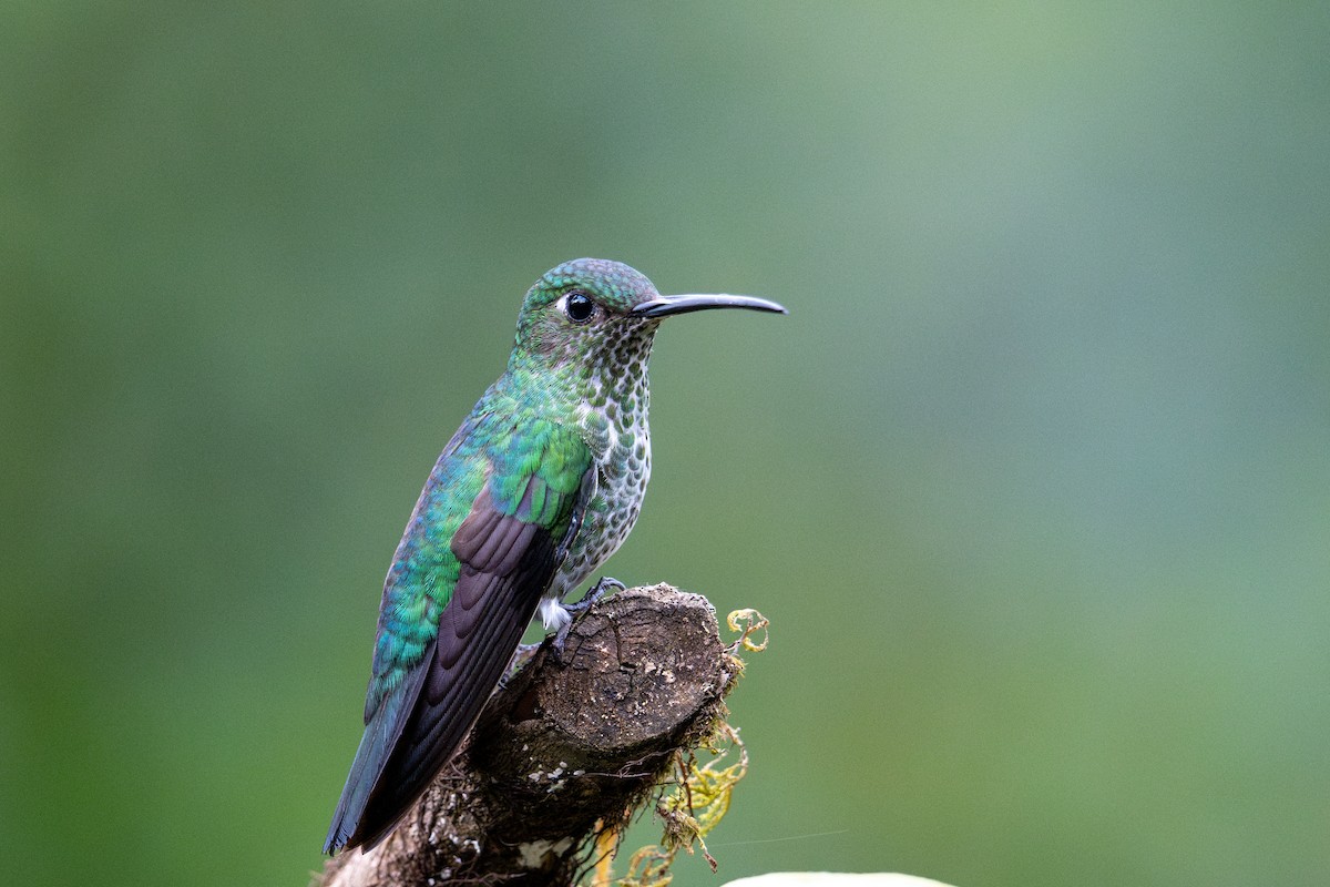 Colibri grivelé - ML643591352