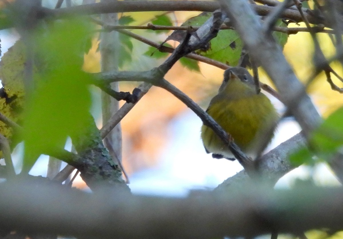 Magnolia Warbler - ML643591356