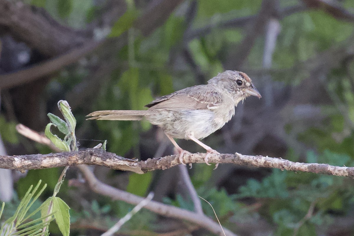 Rufous-crowned Sparrow - ML643591358