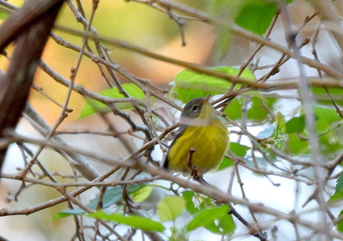 Magnolia Warbler - ML643591362