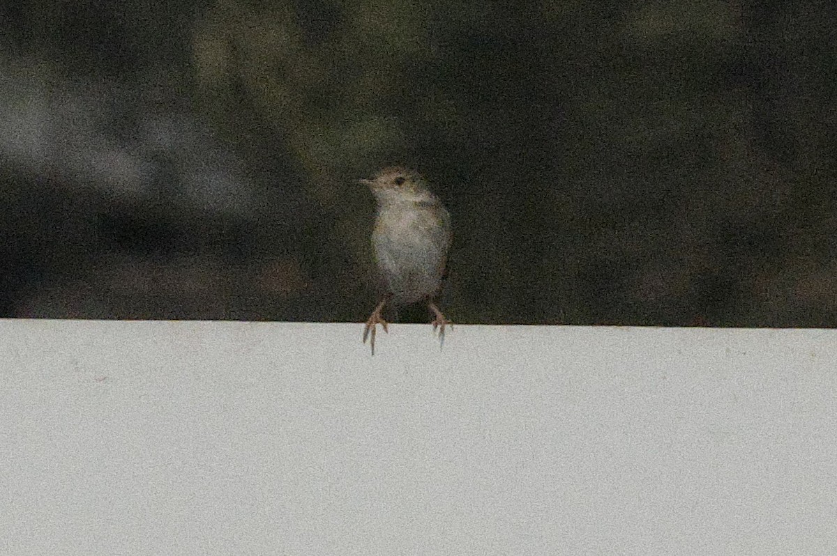 Delicate Prinia - ML643591371