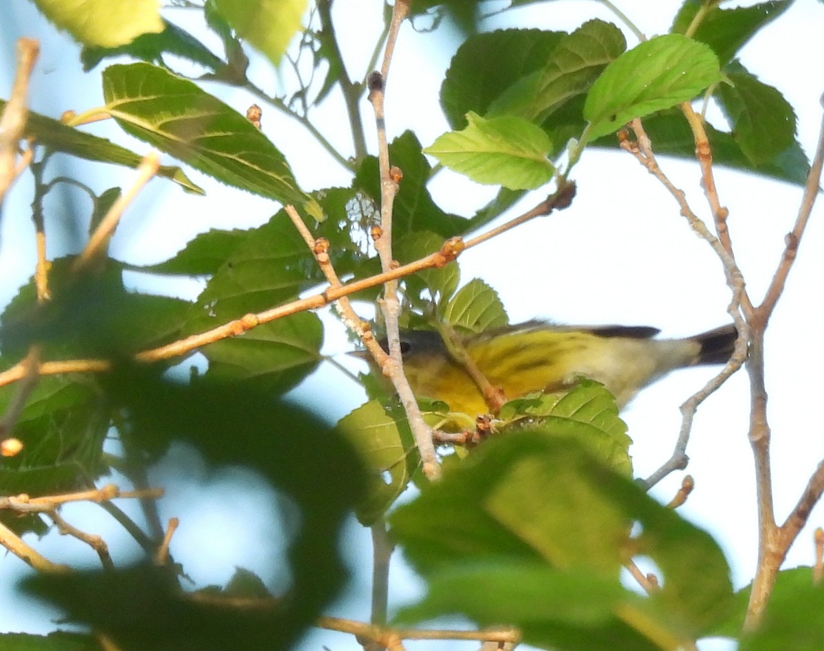 Magnolia Warbler - ML643591372