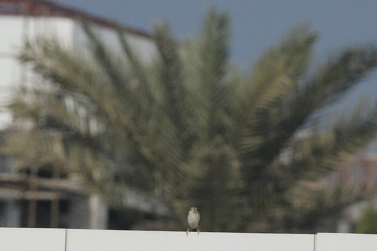 Delicate Prinia - ML643591374