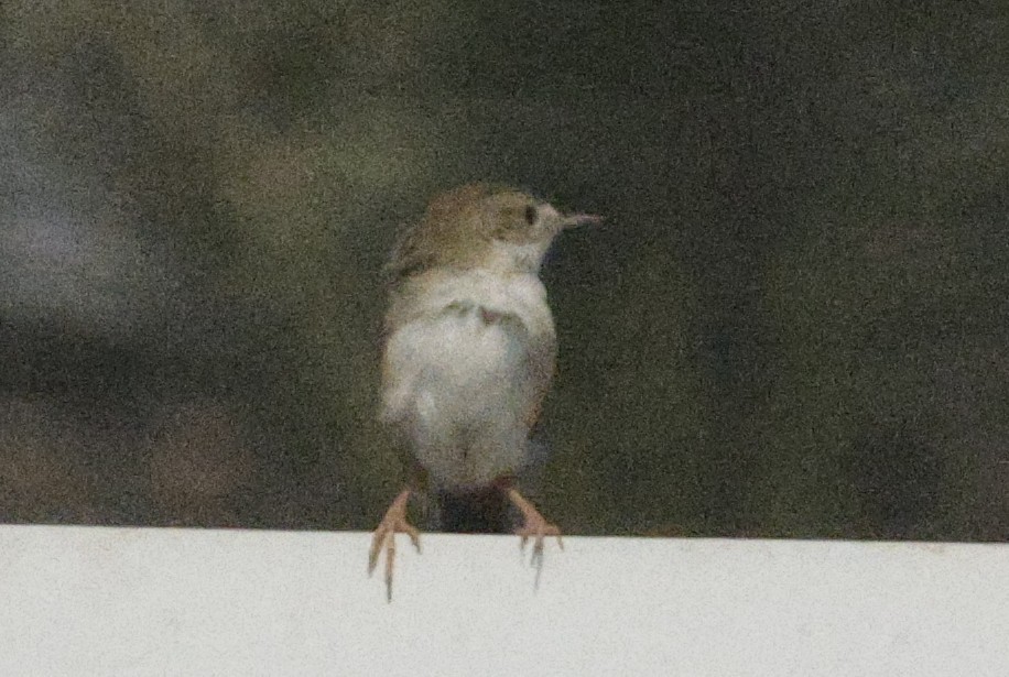 Delicate Prinia - ML643591379