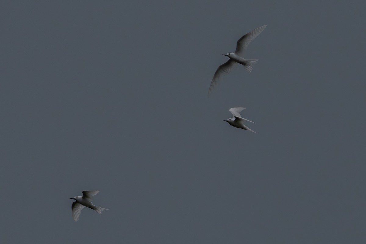 White Tern - ML643591381