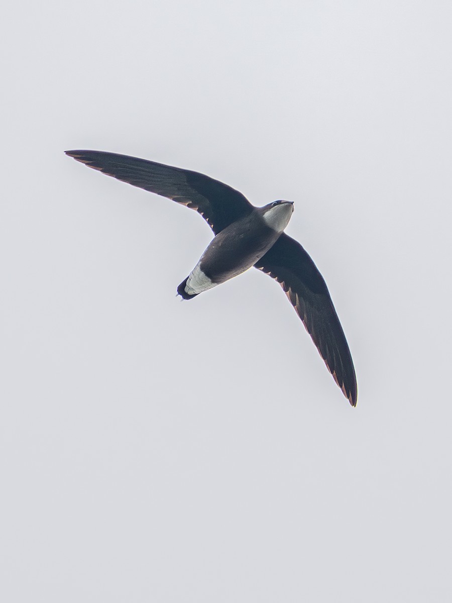 White-throated Needletail - ML643591386