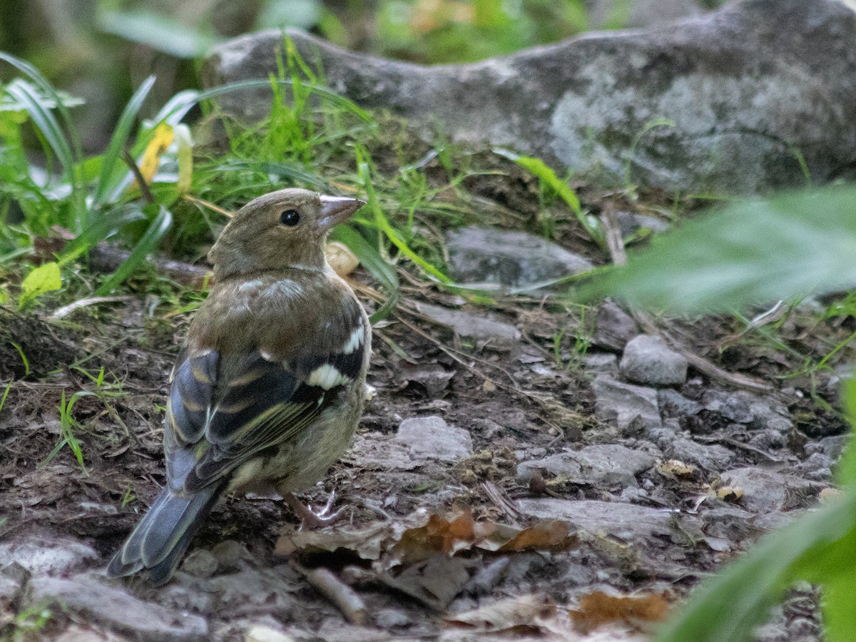 ズアオアトリ - ML643591387