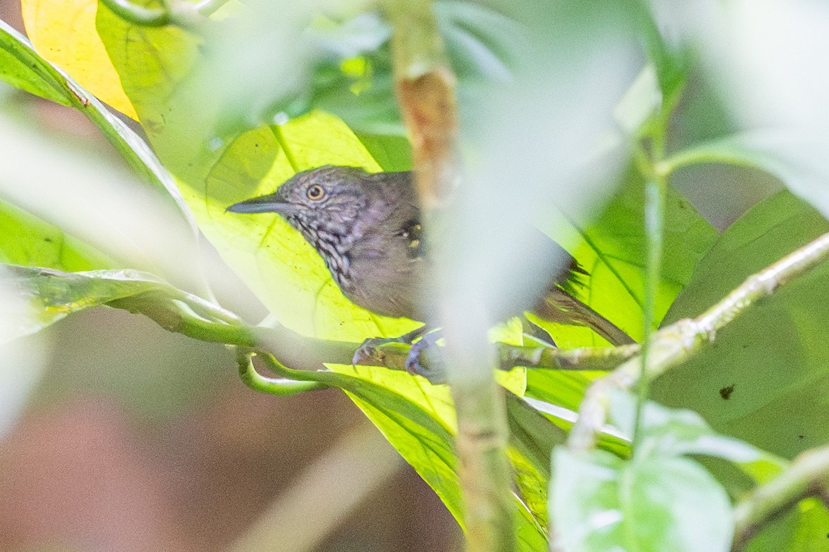 Checker-throated Stipplethroat - ML643591388