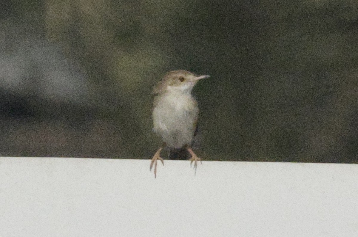 Delicate Prinia - ML643591389