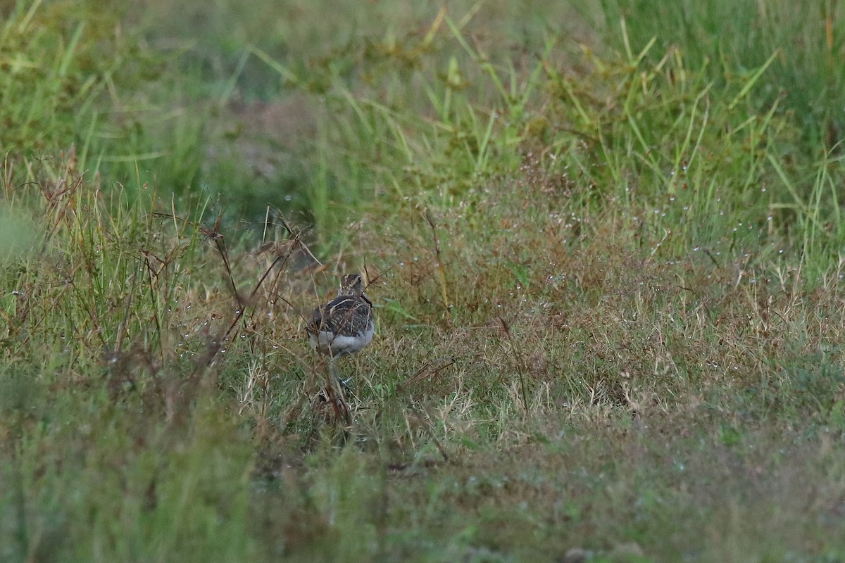 Pin-tailed Snipe - ML643591401