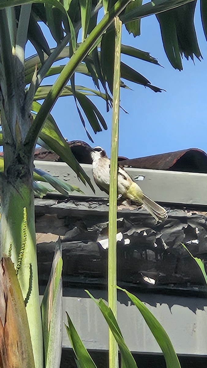 Yellow-vented Bulbul - ML643591410