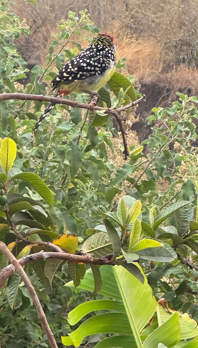 Sarı Kırmızı Barbet - ML643591417