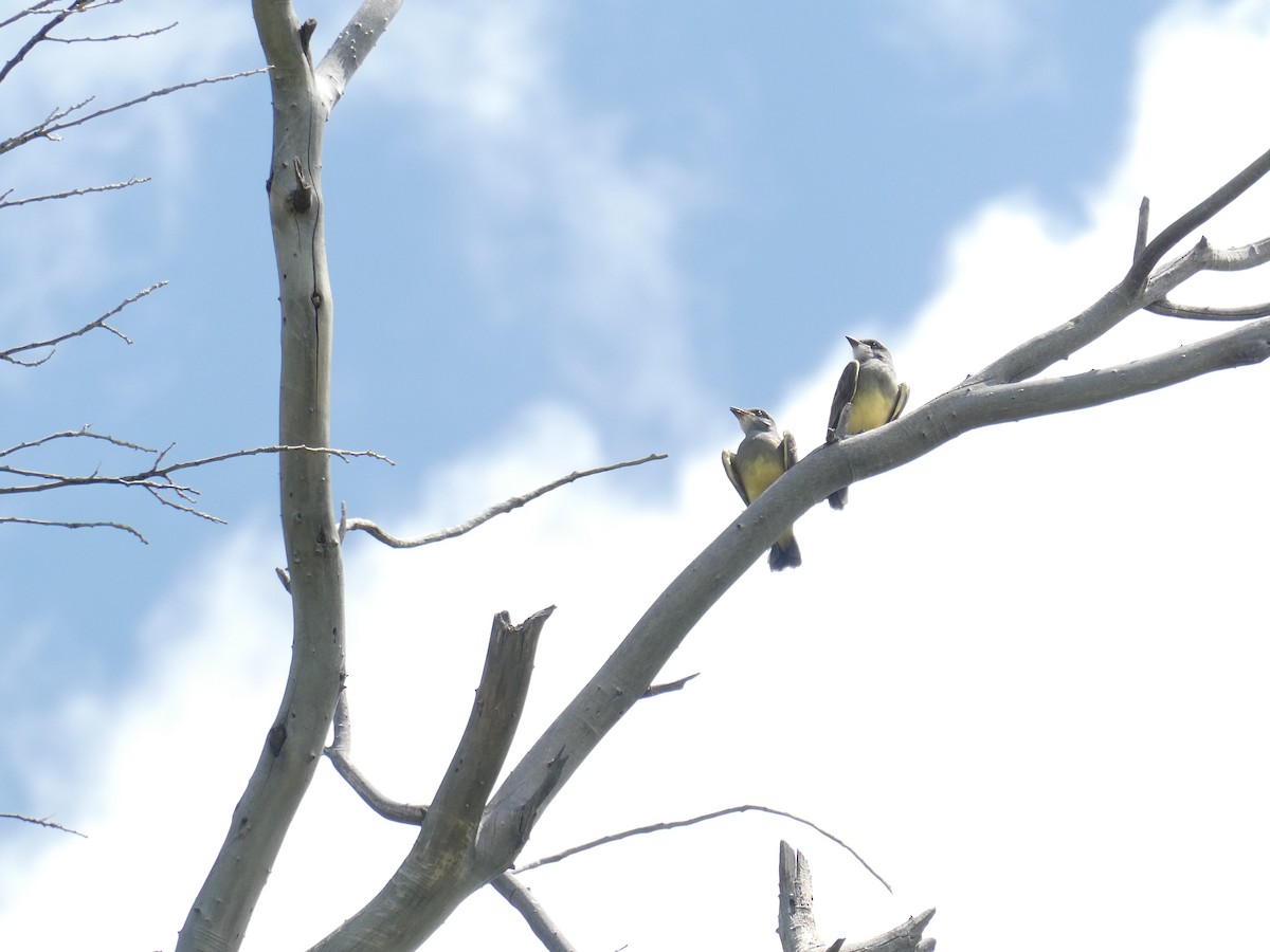 Cassin's Kingbird - ML643591432