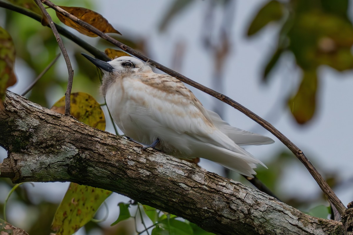 White Tern - ML643591441