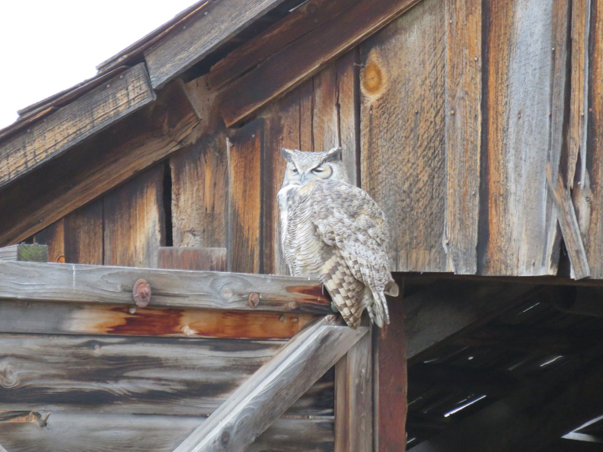 Great Horned Owl - ML643591443