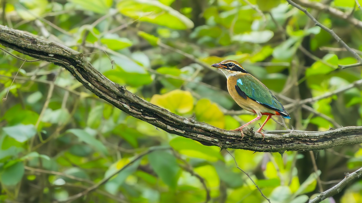 Indian Pitta - ML643591446