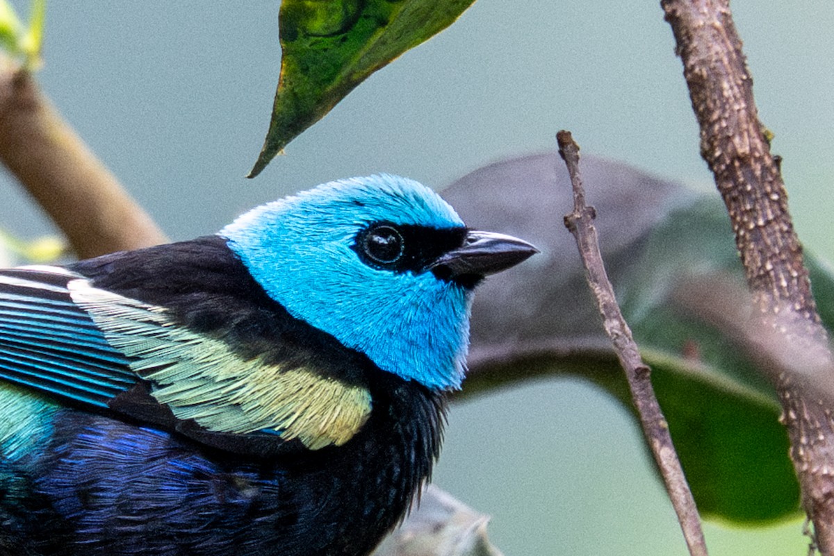 Blue-necked Tanager - ML643591448