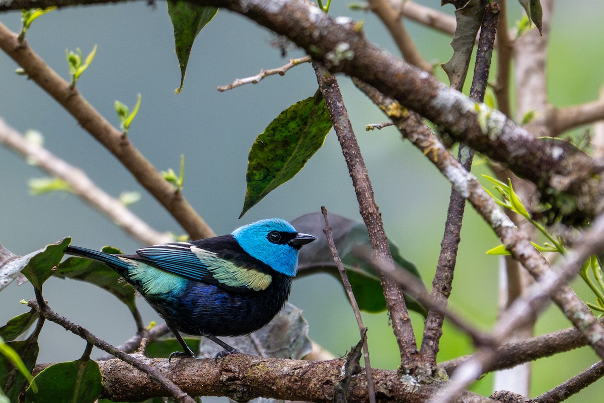 Blue-necked Tanager - ML643591449