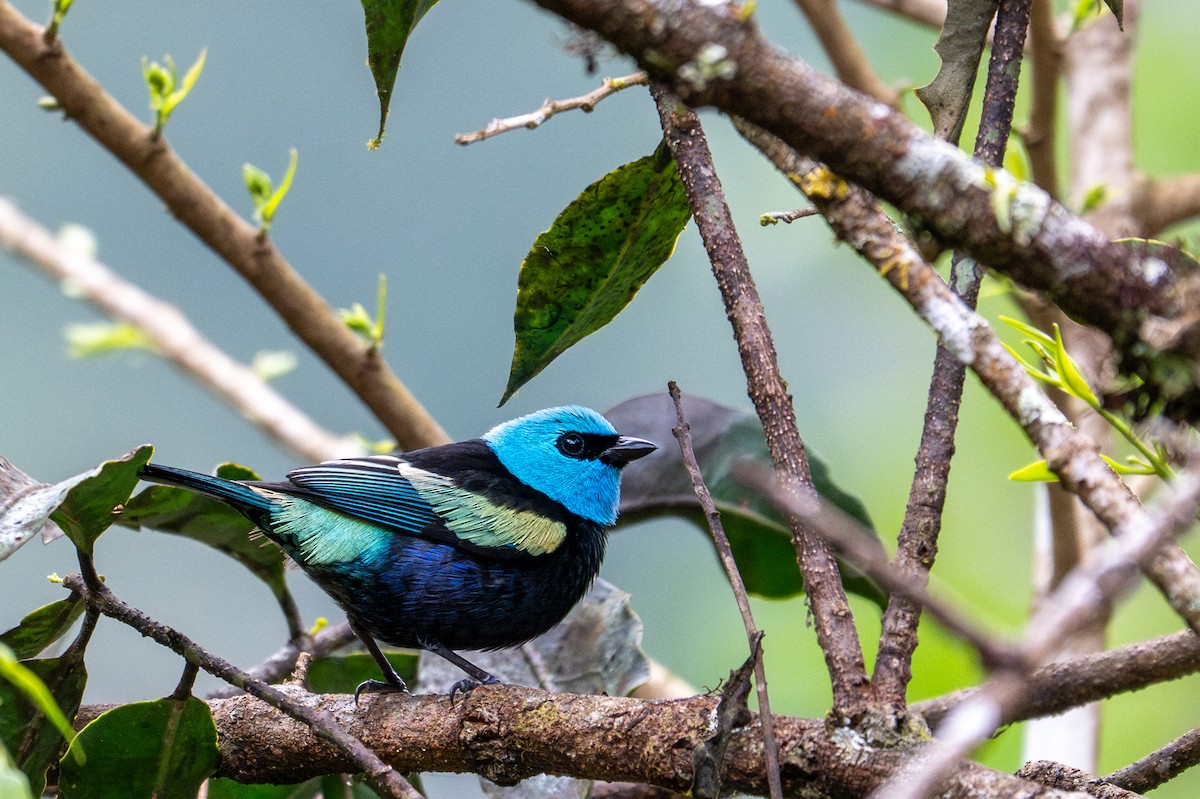 Blue-necked Tanager - ML643591450