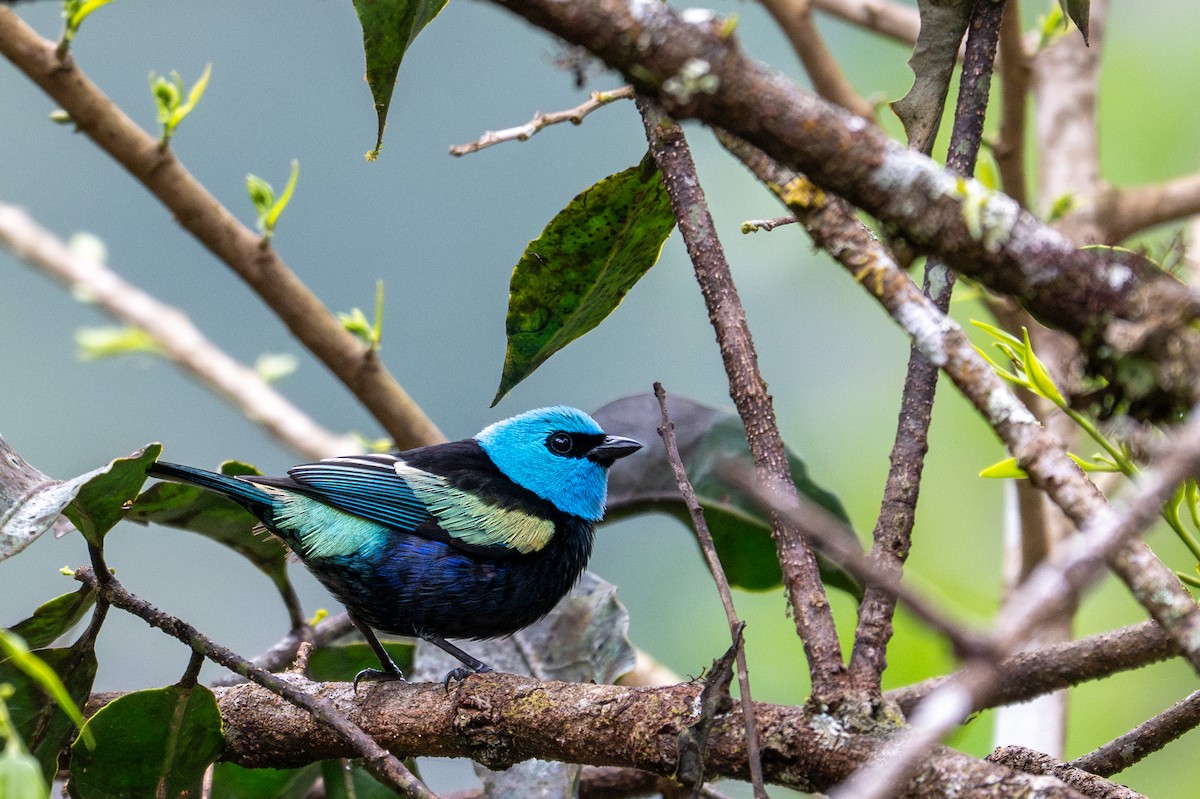 Blue-necked Tanager - ML643591451