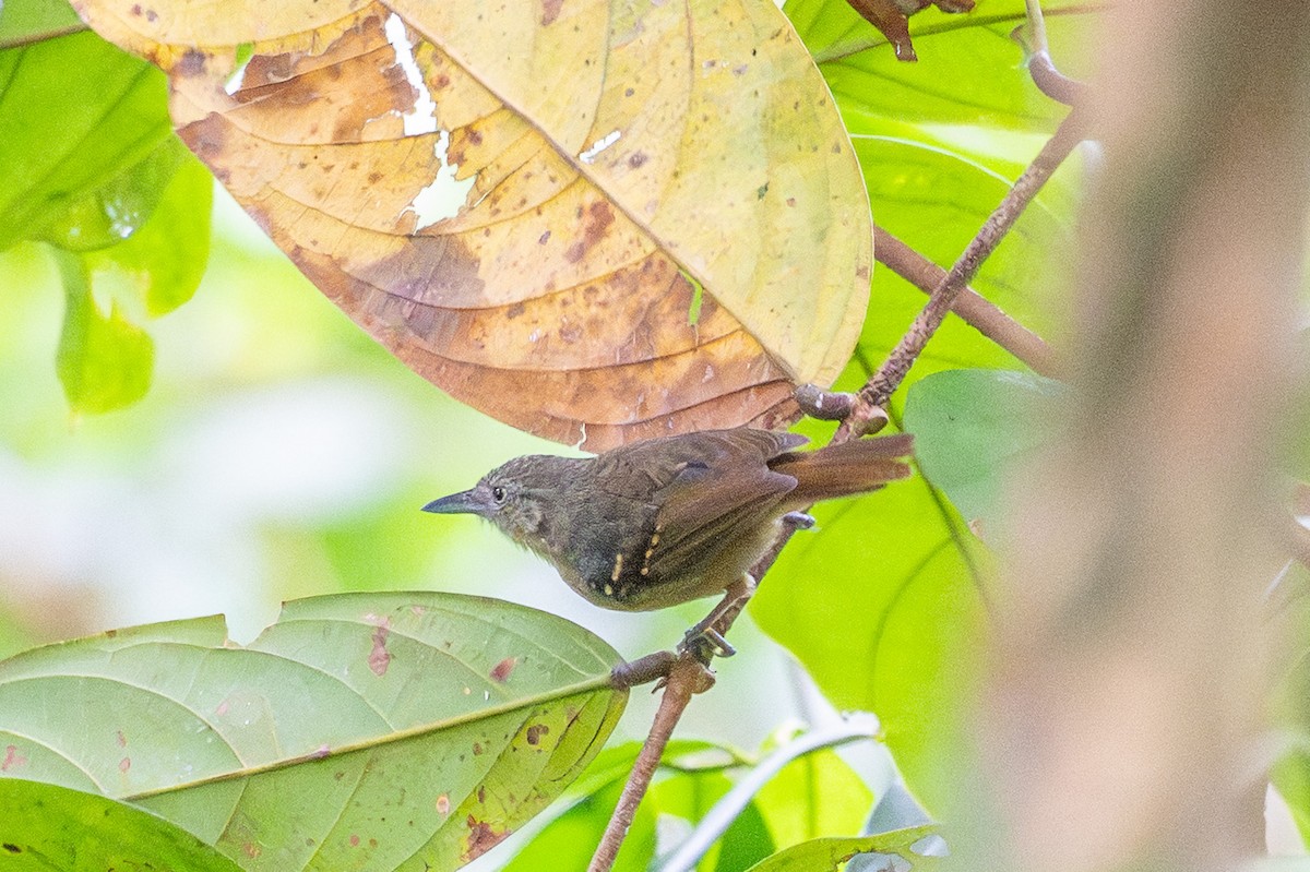 Checker-throated Stipplethroat - ML643591457