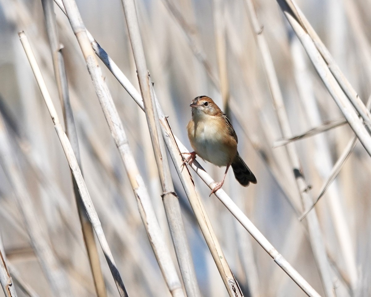 Golden-headed Cisticola - ML643591459