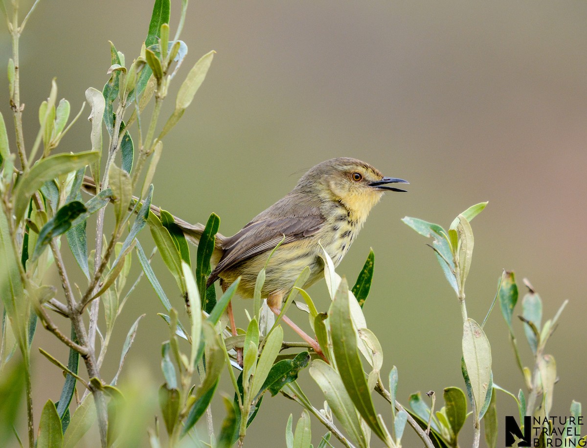 Drakensberg Prinia - ML643591469