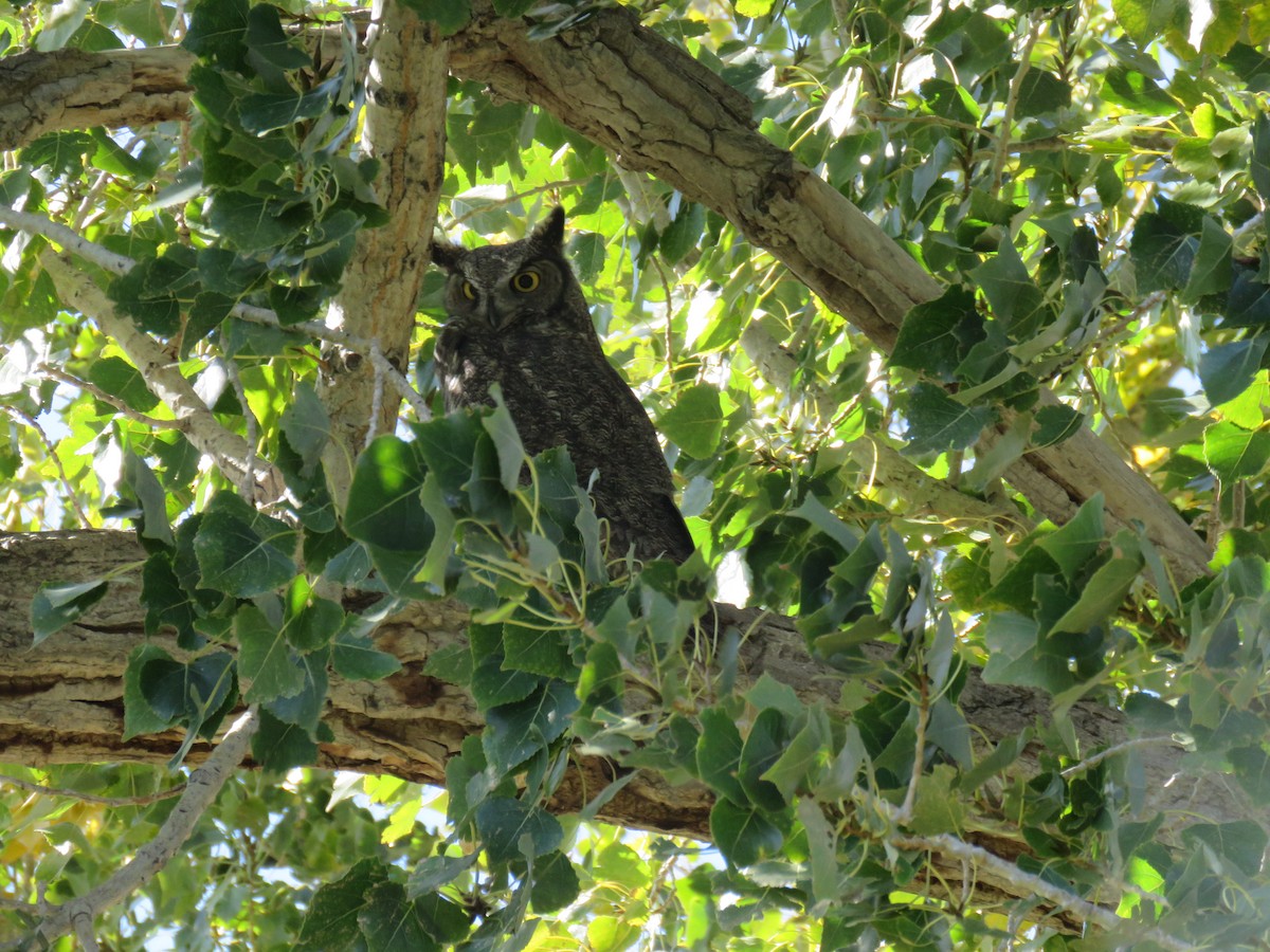 Great Horned Owl - ML643591471