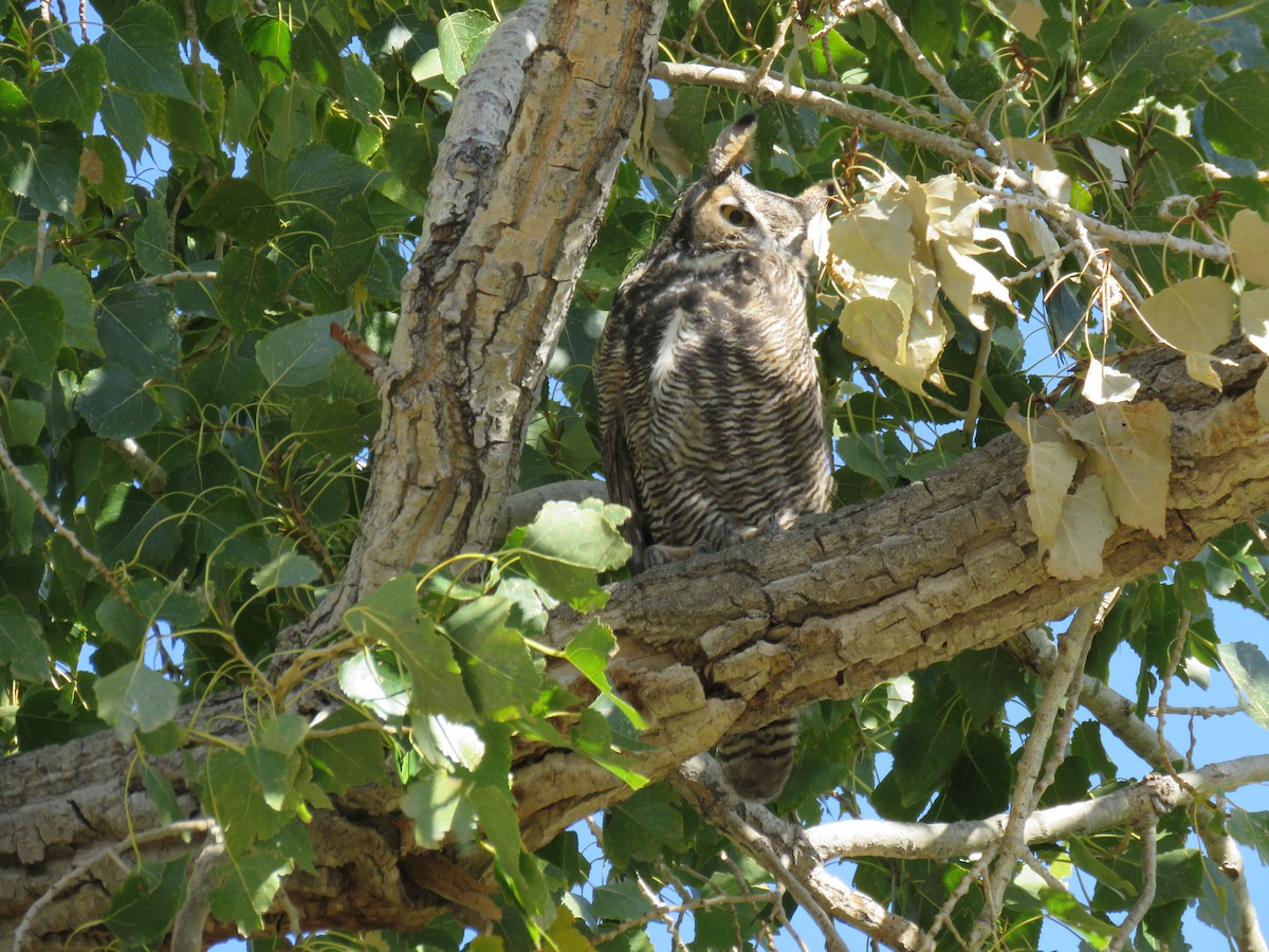 Great Horned Owl - ML643591472