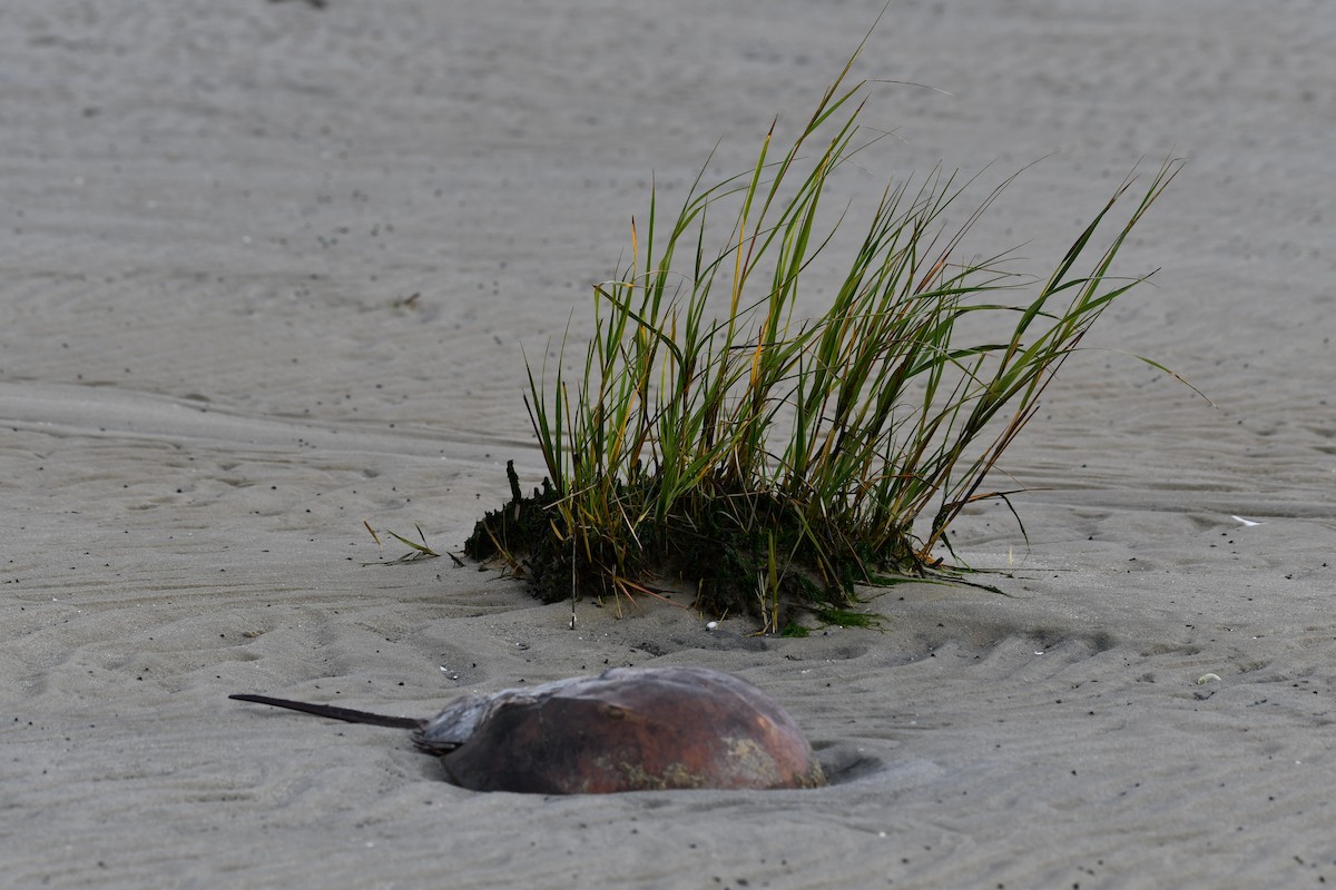 Horseshoe Crab - ML643591475