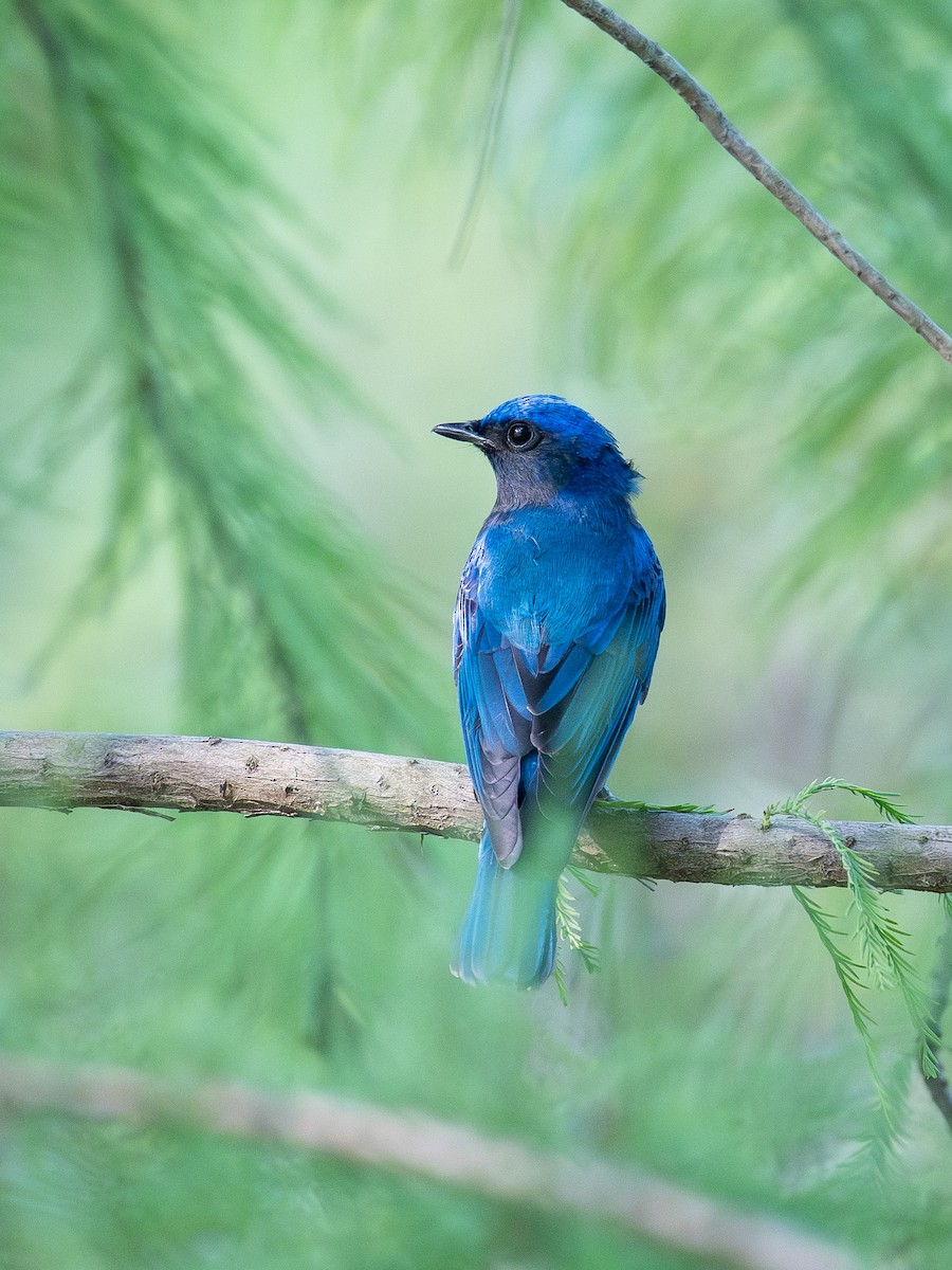 Blue-and-white Flycatcher - ML643591493