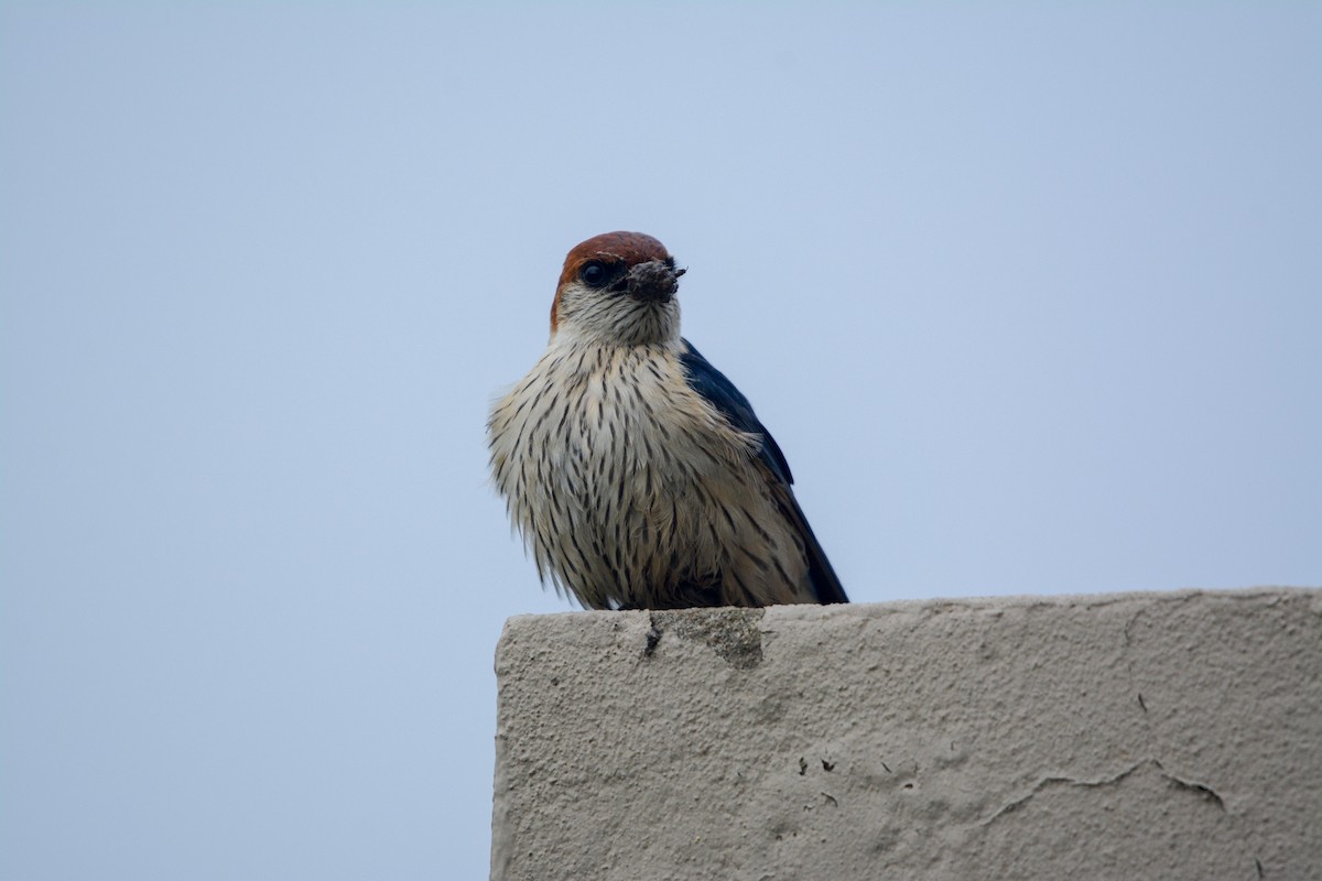 Greater Striped Swallow - ML643591499