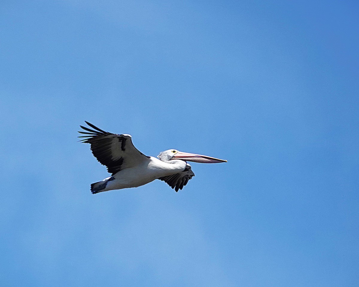 Australian Pelican - ML643591501