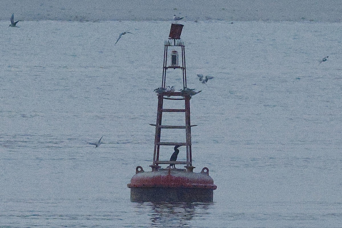 Socotra Cormorant - ML643591509