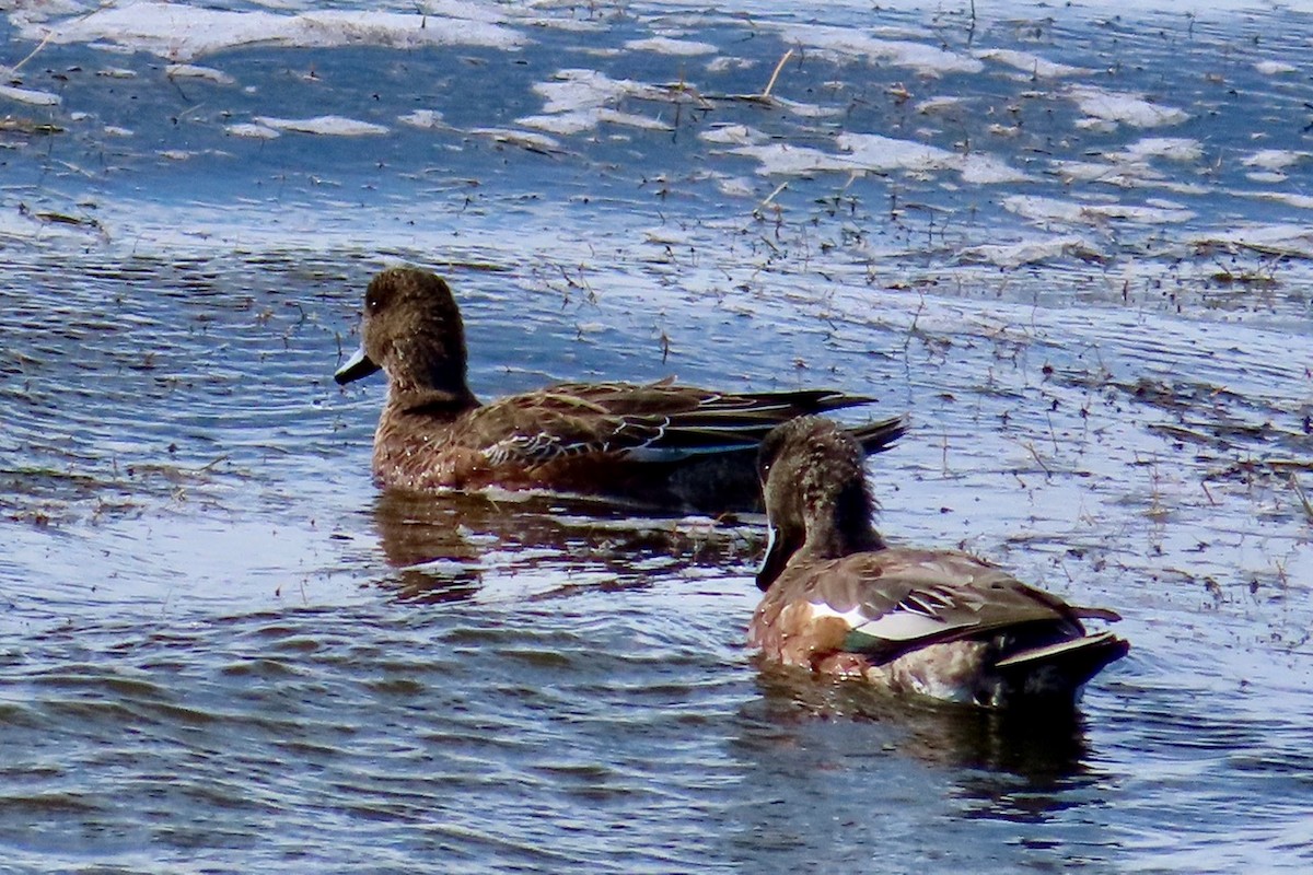 Canard d'Amérique - ML643591518