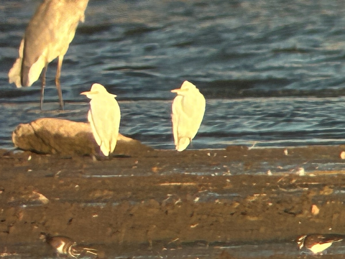 Western Cattle-Egret - ML643591522