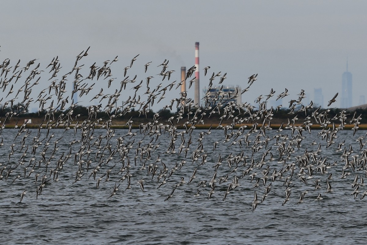 Sanderling - ML643591523