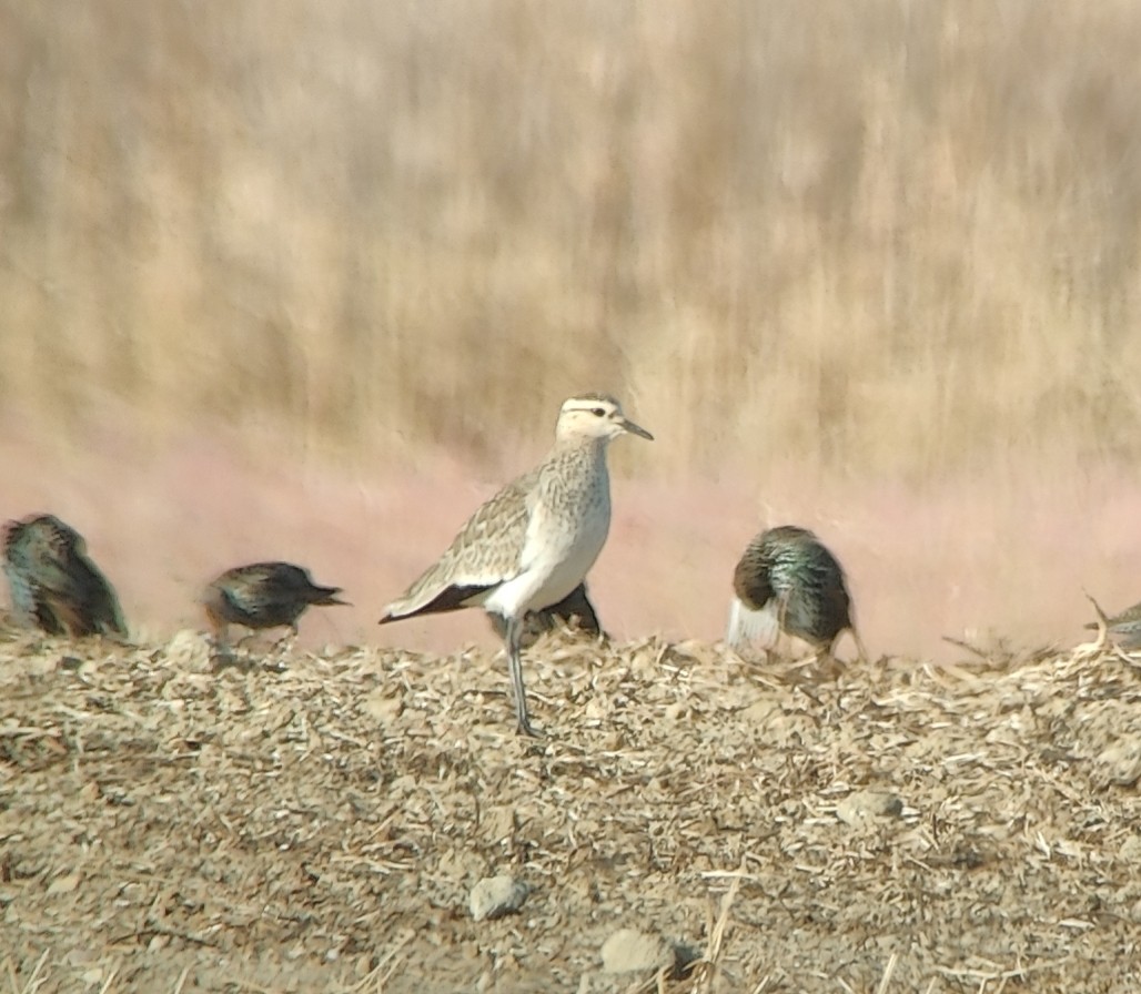 Sociable Lapwing - ML643591525
