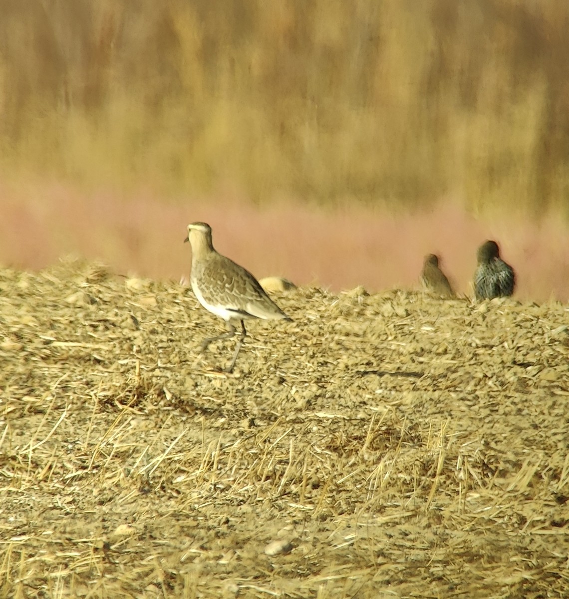 Sociable Lapwing - ML643591526