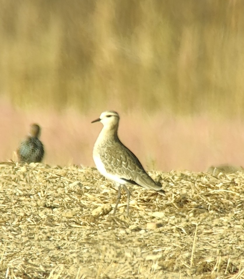 Sociable Lapwing - ML643591527