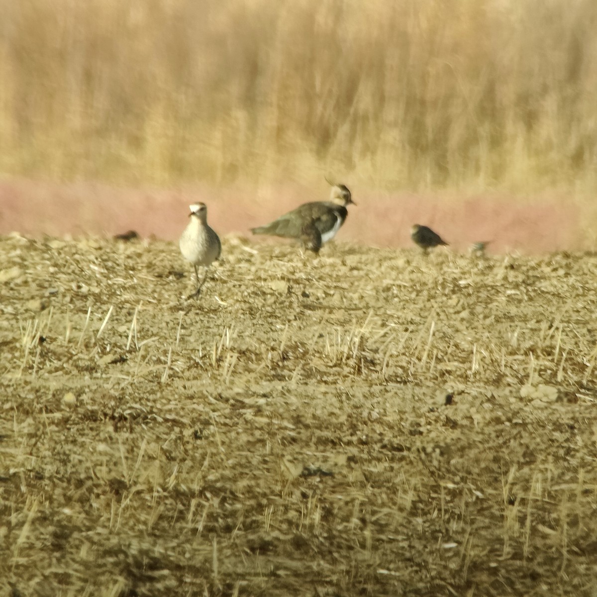 Sociable Lapwing - ML643591528