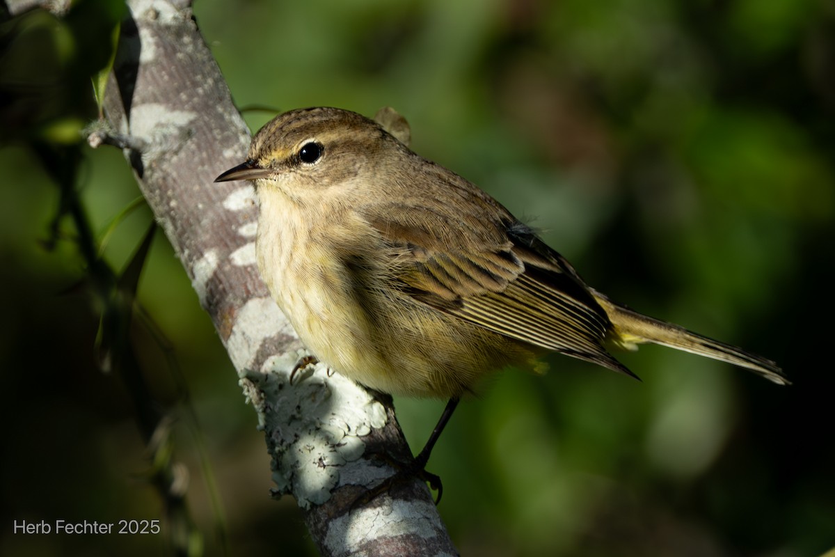 ヤシアメリカムシクイ - ML643591536