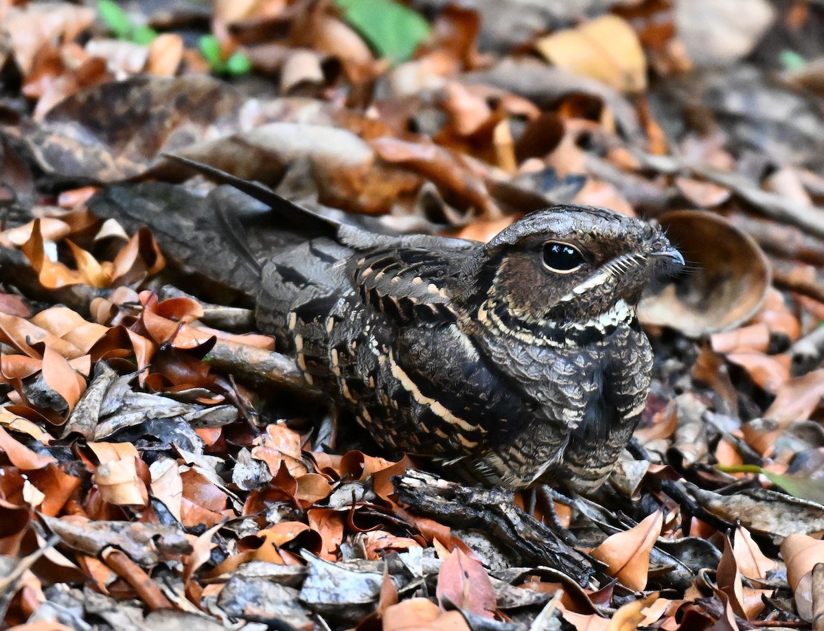 Large-tailed Nightjar - ML643591558