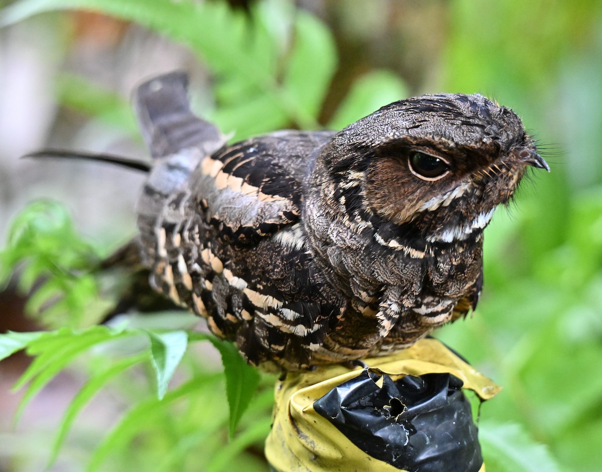 Large-tailed Nightjar - ML643591559