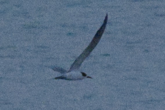 White-cheeked Tern - ML643591563