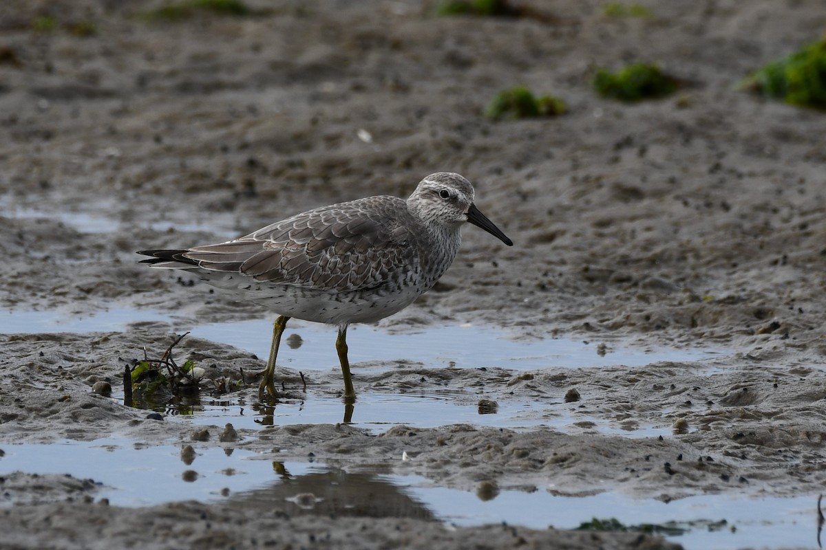 polarsnipe - ML643591576