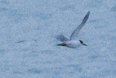 White-cheeked Tern - ML643591577