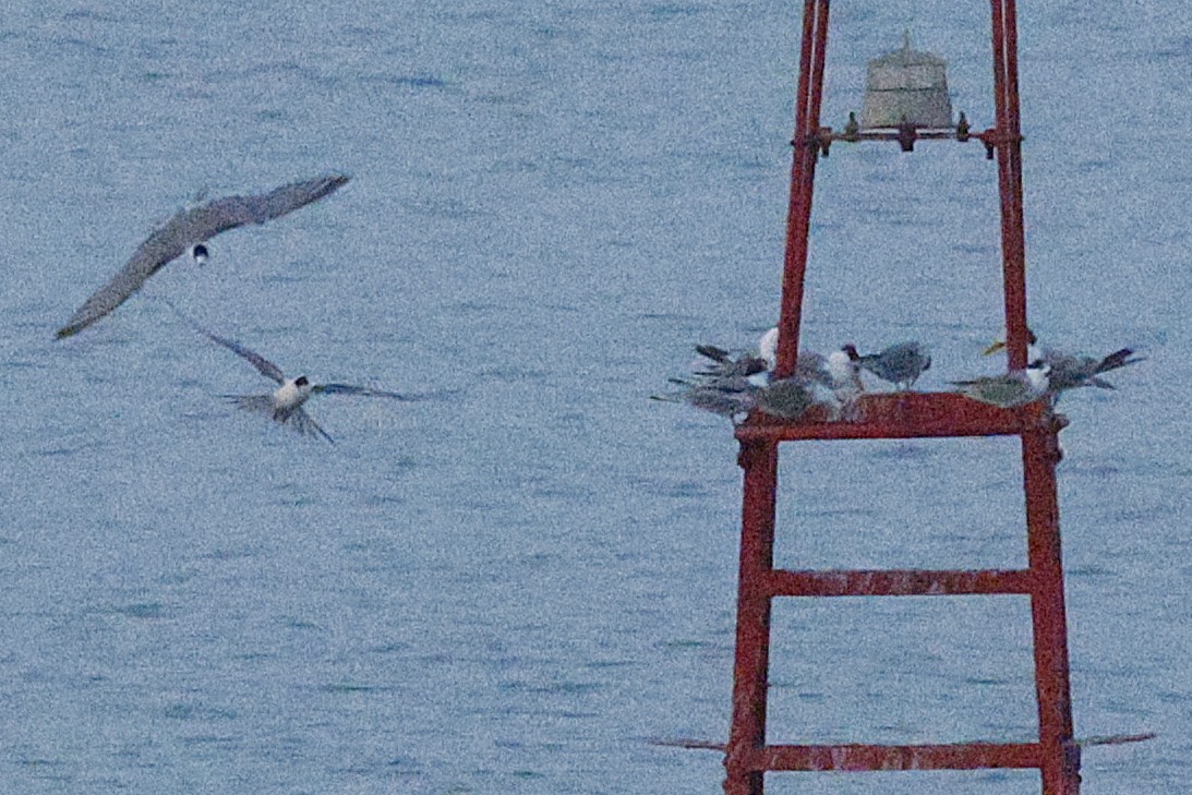 White-cheeked Tern - ML643591590