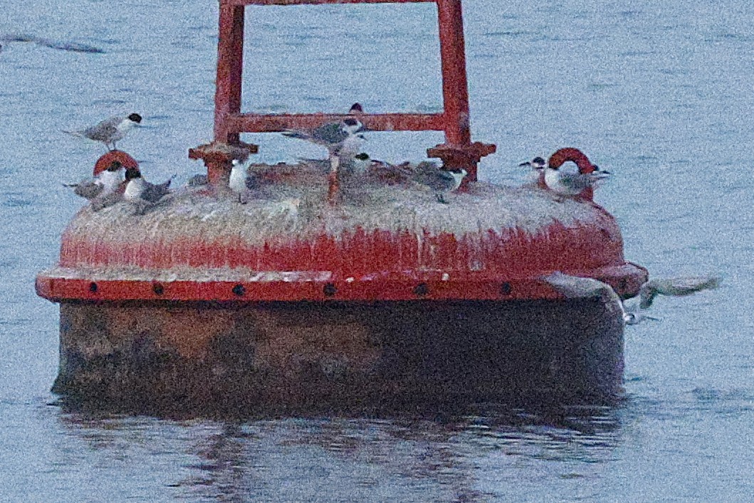 White-cheeked Tern - ML643591608